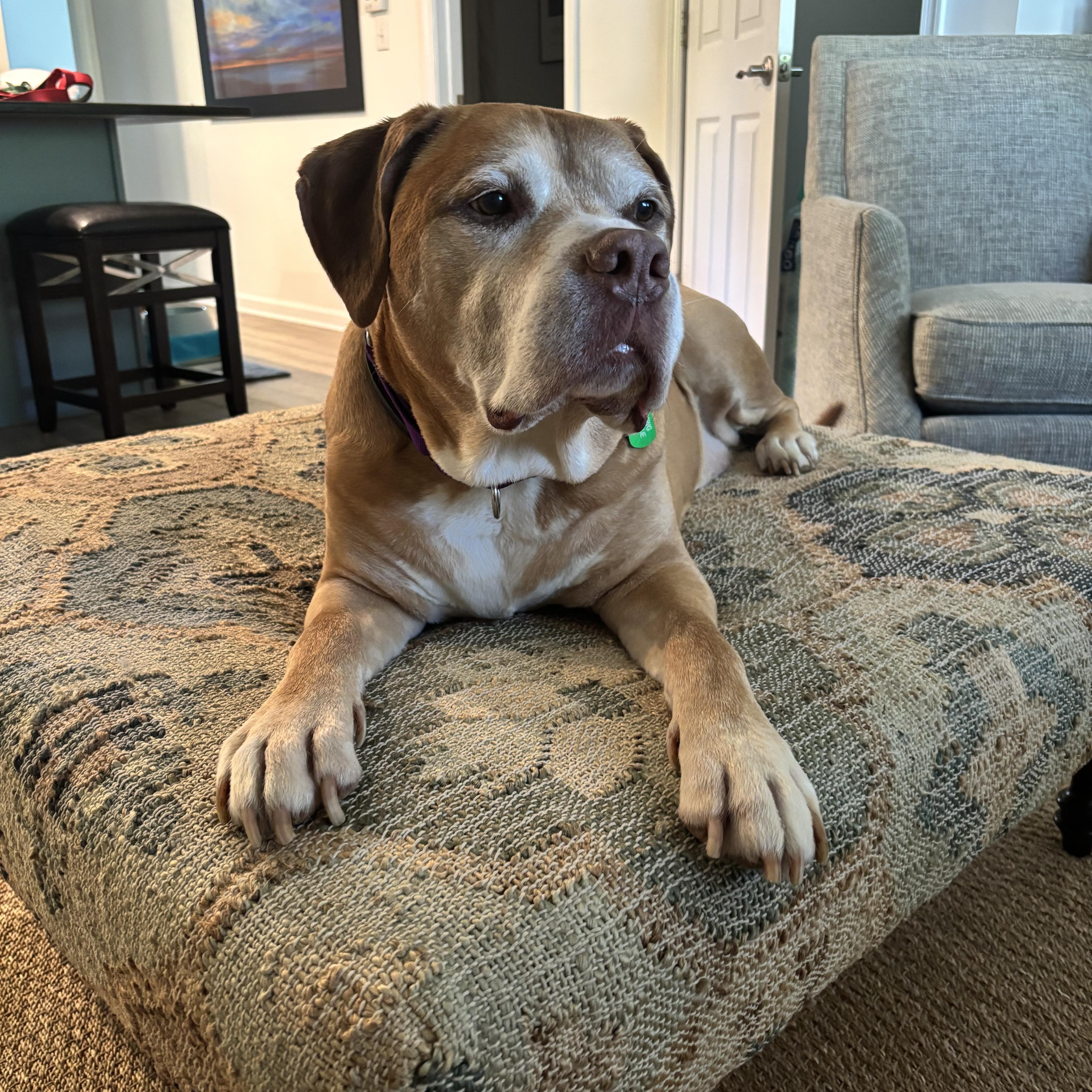 A senior large-sized male Labrador Retriever dog named Major for adoption in Avondale, PA