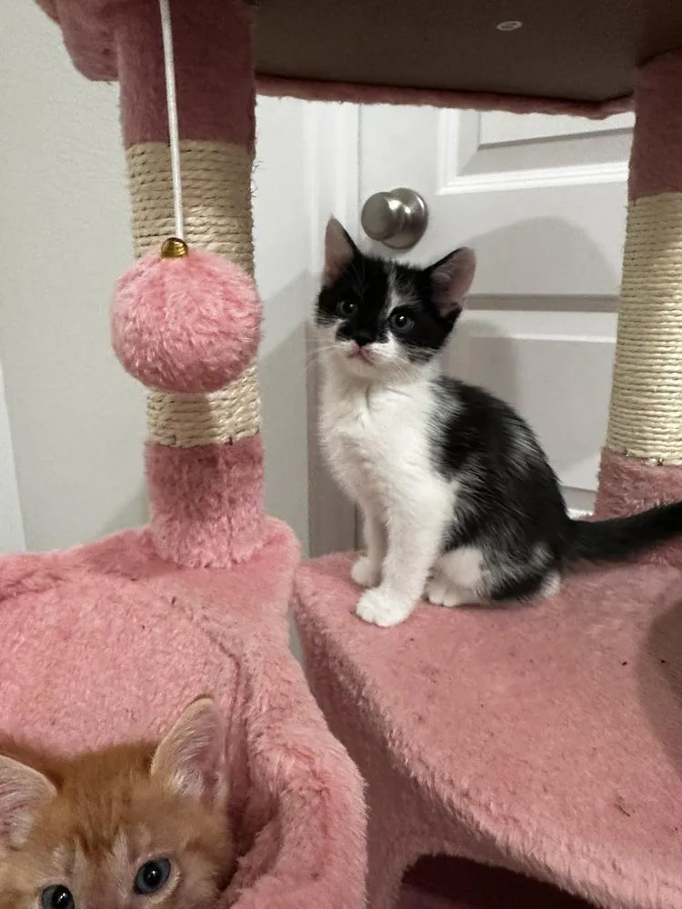 A baby small-sized female Domestic Short Hair cat named Harly for adoption in Brewster , NY