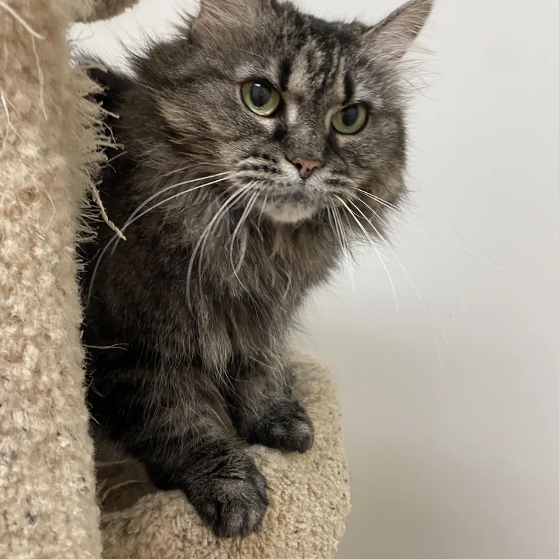 An adult medium-sized female Tabby (Brown / Chocolate) Domestic Short Hair cat named Meeko for adoption in Pickerington, OH