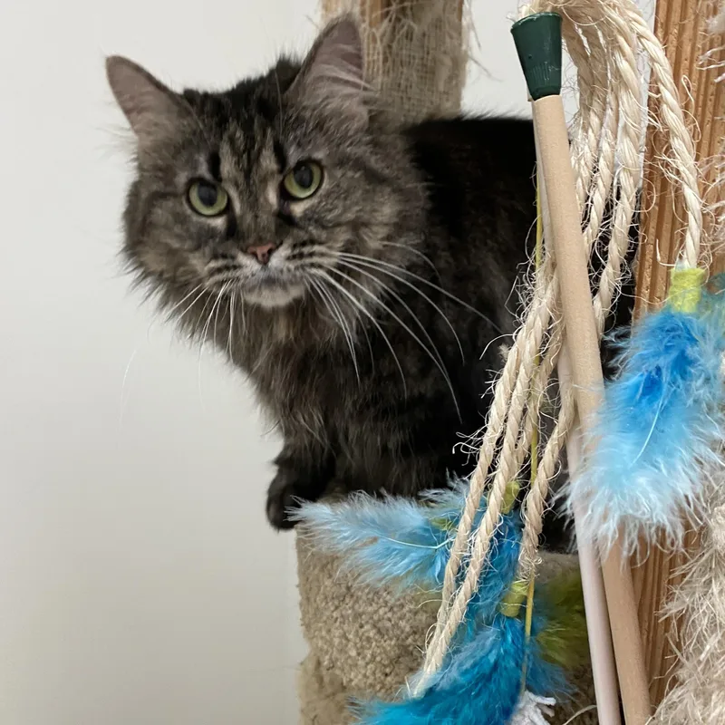 Meeko thumbnail 3