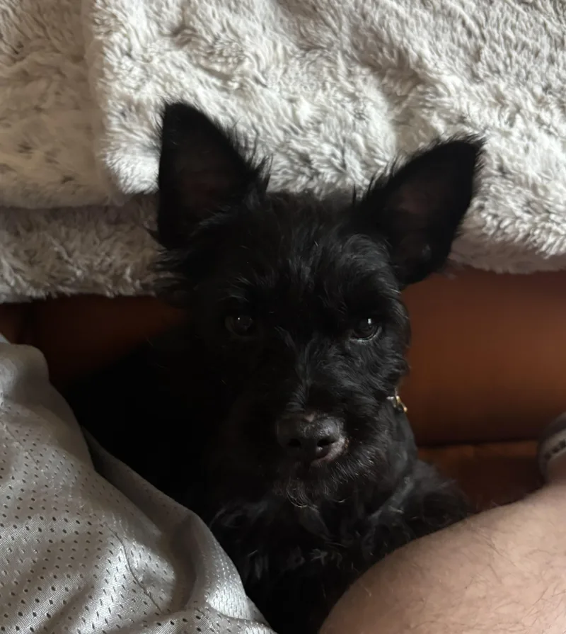 A young small-sized male Black Scottish Terrier dog named Grinchi for adoption in Plano, TX