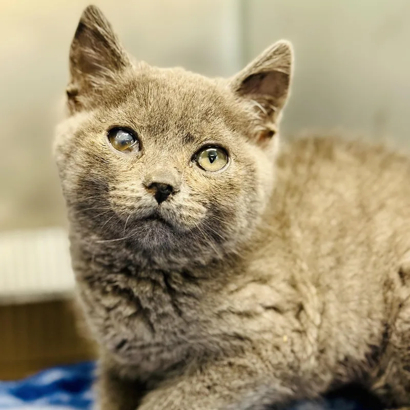 A baby medium-sized male Gray / Blue / Silver Domestic Short Hair cat named Pewee for adoption in Jackson, NJ