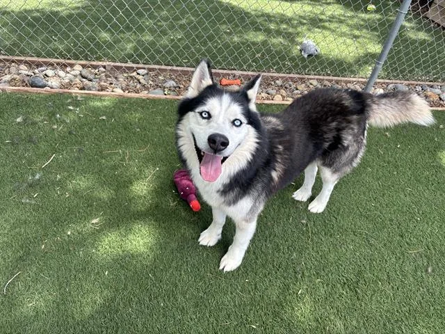 An adult large-sized male Siberian Husky dog named Deadmau for adoption in Antioch, CA