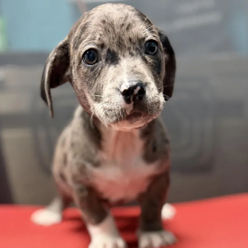 Brutus  Arriving In thumbnail 6
