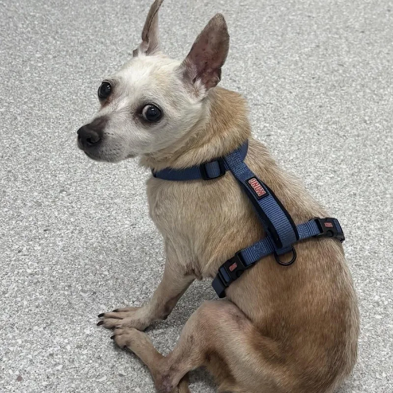 A senior small-sized male Chihuahua dog named Cream Puff for adoption in Hillsborough, NC
