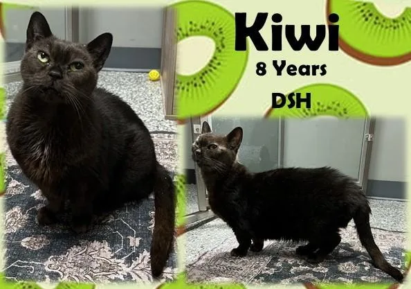 A senior medium-sized female Black Domestic Short Hair cat named Kiwi for adoption in Franklin, IN