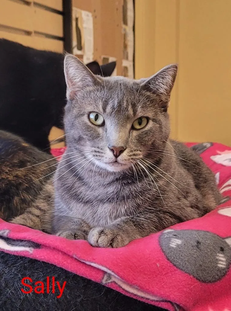 An adult medium-sized female Domestic Short Hair cat named Sally for adoption in Cedar Rapids, IA