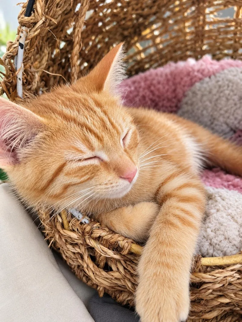 A young medium-sized male Orange / Red Domestic Short Hair cat named Flynn for adoption in Lemont, IL