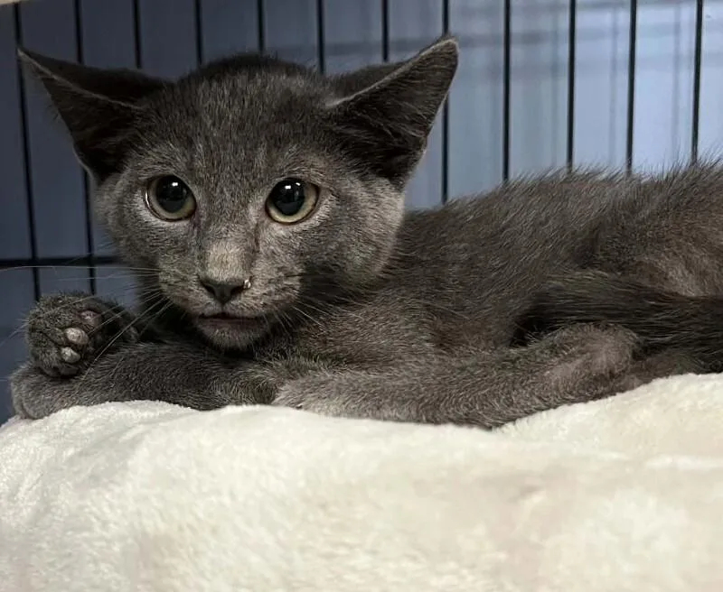 A baby medium-sized male Gray / Blue / Silver Russian Blue cat named Rocco for adoption in Belton, MO
