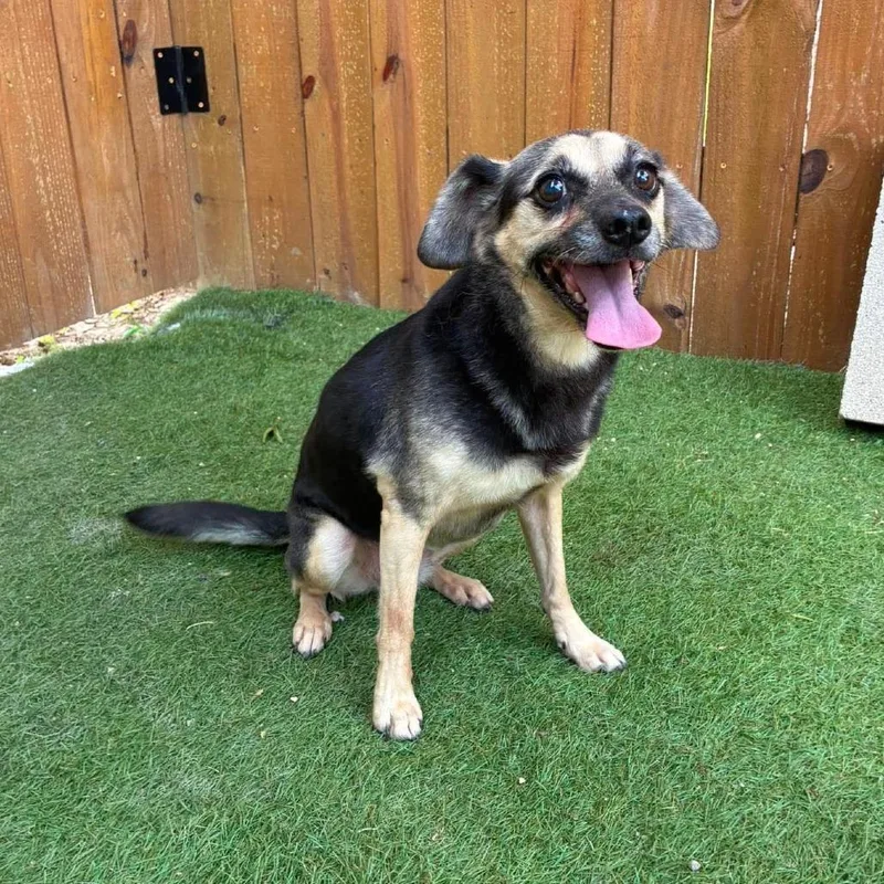 A senior small-sized female Black Beagle dog named Daisy Boo EJS for adoption in Austin, TX