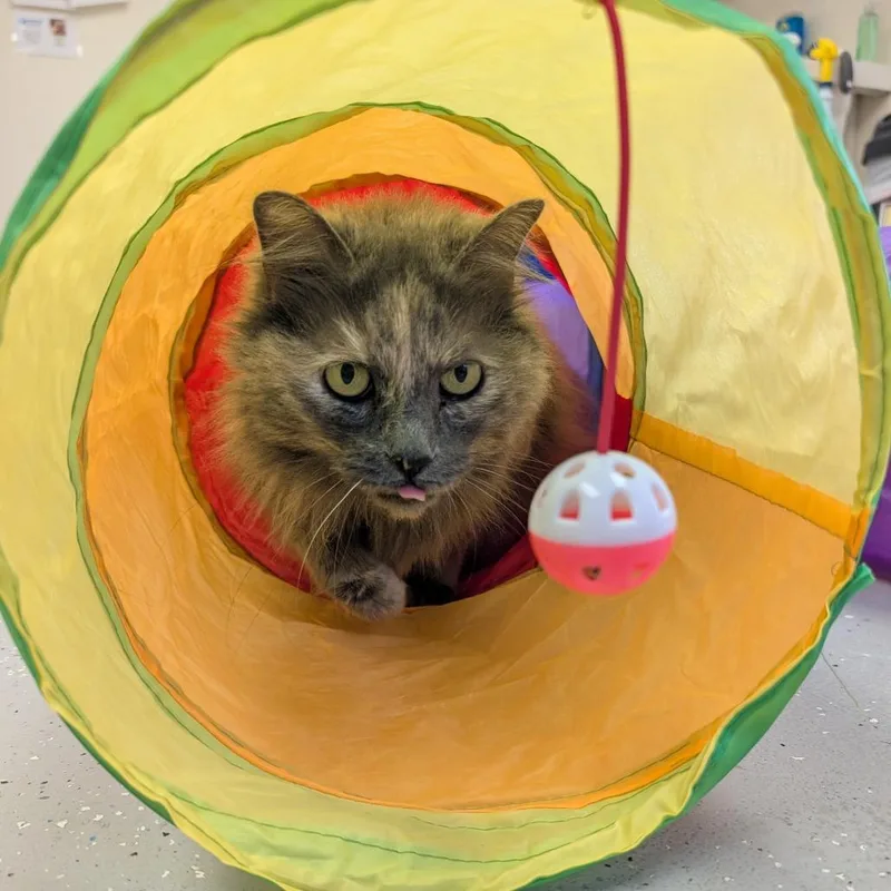 A senior medium-sized female Lilac Point Domestic Long Hair cat named Bobbie for adoption in Blairsville, GA