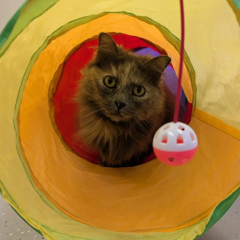 Bobbie thumbnail 2