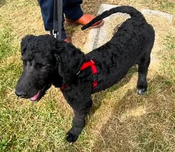 A young medium-sized male Black Poodle dog named Henry for adoption in Paris, KY