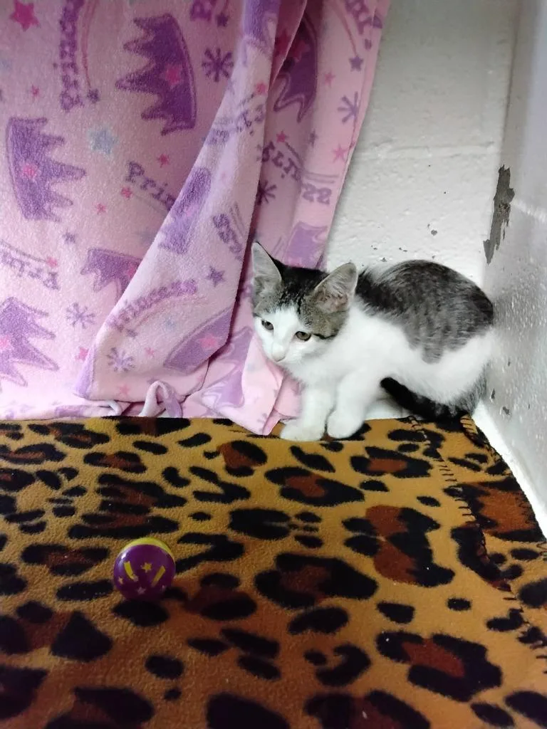 A baby small-sized male Domestic Short Hair cat named Eyes for adoption in Ada, OK