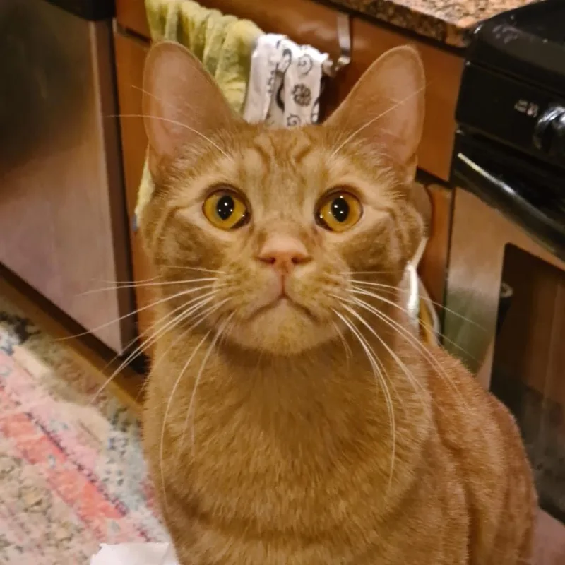 Statler Bonded With Waldorf thumbnail 2