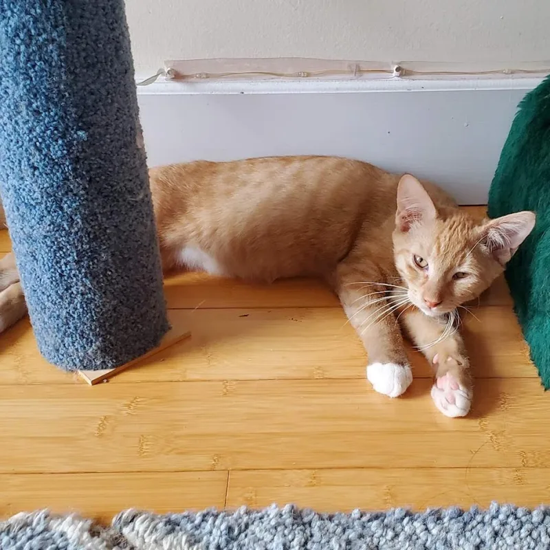 Statler Bonded With Waldorf thumbnail 3