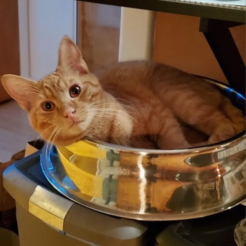 Statler Bonded With Waldorf thumbnail 4