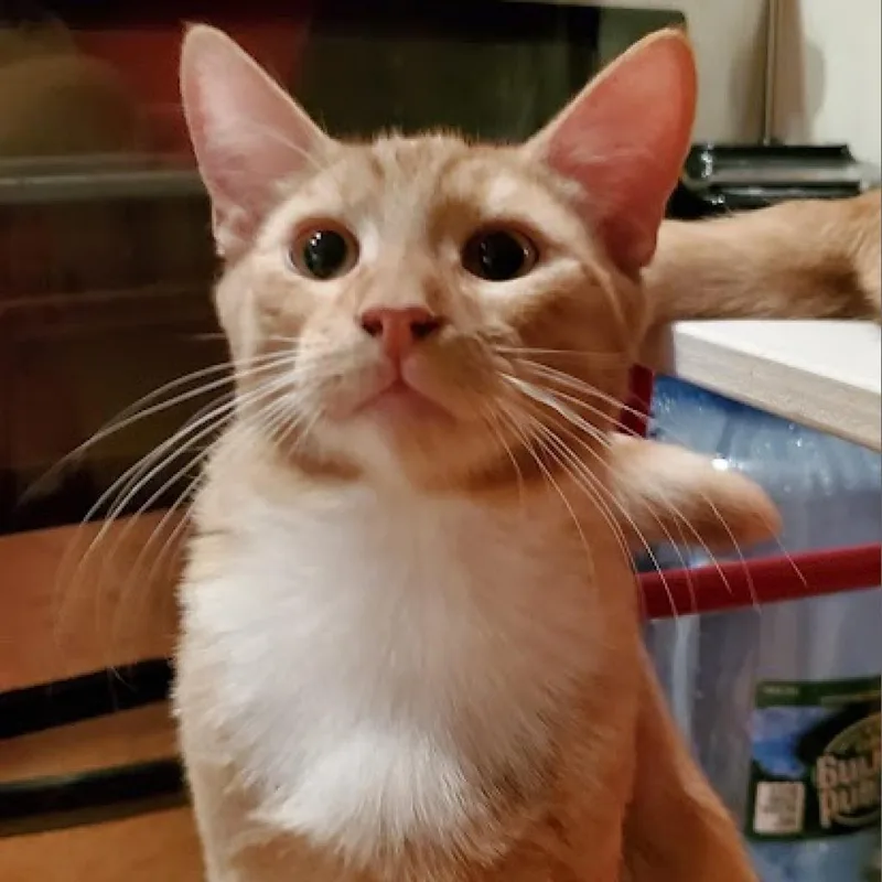 Statler Bonded With Waldorf thumbnail 5