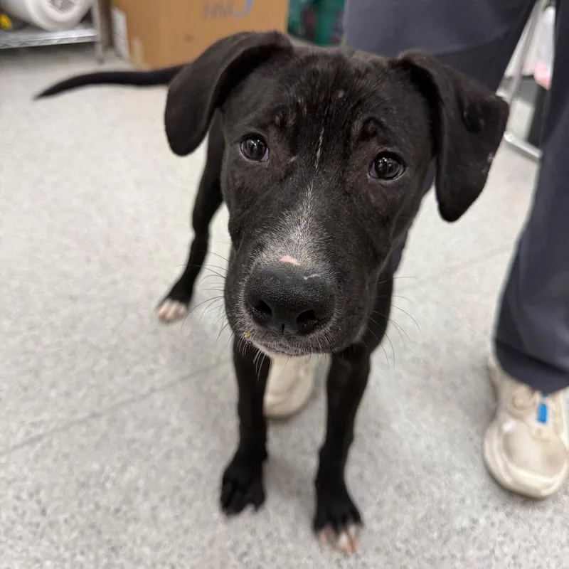 A baby medium-sized male Mixed Breed dog named Gibby for adoption in Dover, NH
