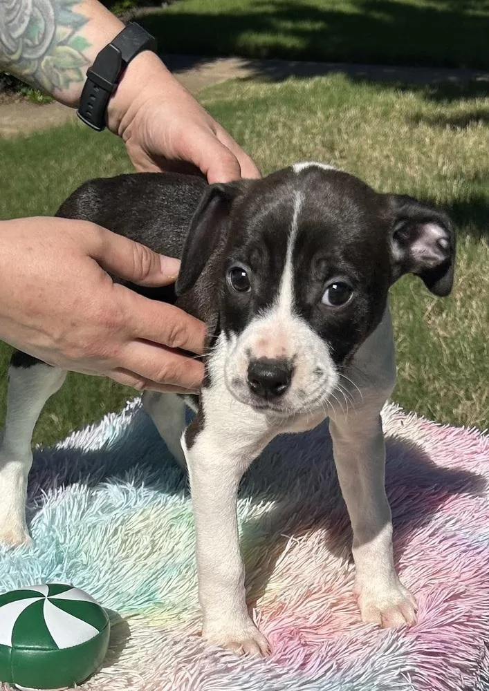 A baby medium-sized male Tricolor (Brown, Black, & White) Boxer dog named Zoc  Raya’s Litter for adoption in Horn Lake, MS