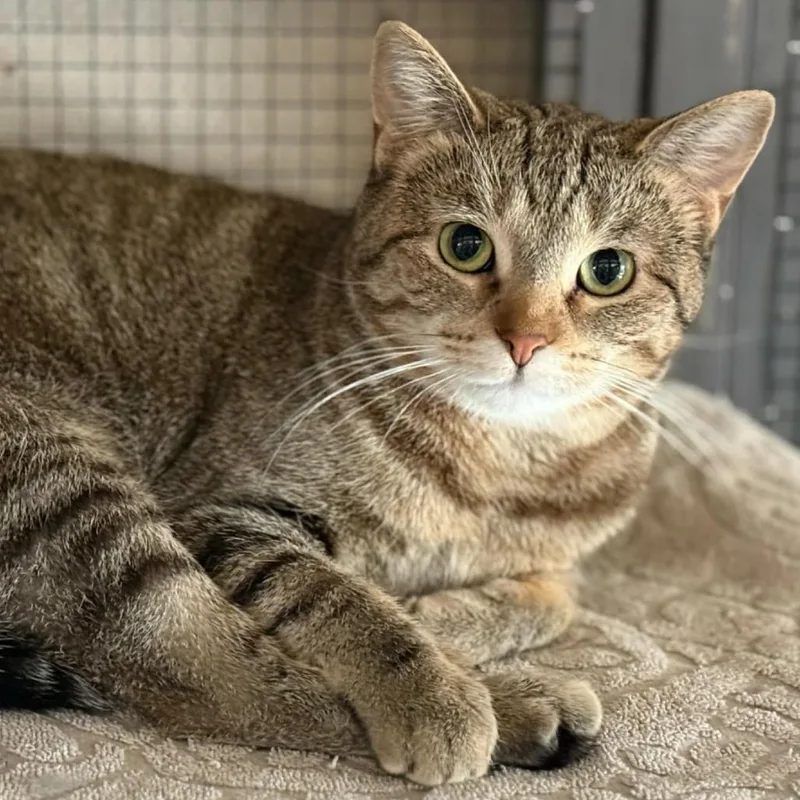 A young medium-sized female Tabby (Brown / Chocolate) Domestic Short Hair cat named Ariel for adoption in Stoughton, WI