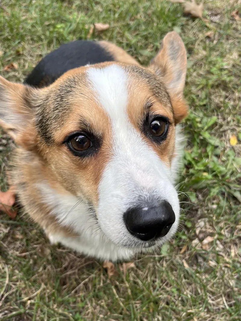 An adult medium-sized male Pembroke Welsh Corgi dog named MaximusI for adoption in Anoka, MN