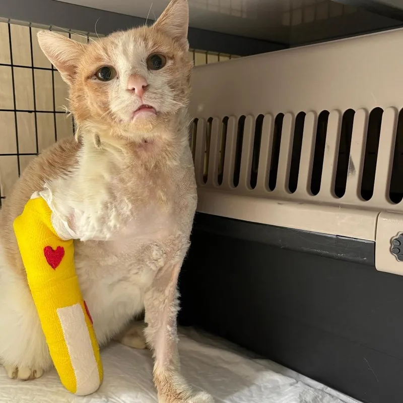 An adult small-sized male Orange / Red Domestic Short Hair cat named Marc Anthony for adoption in Middle Village, NY