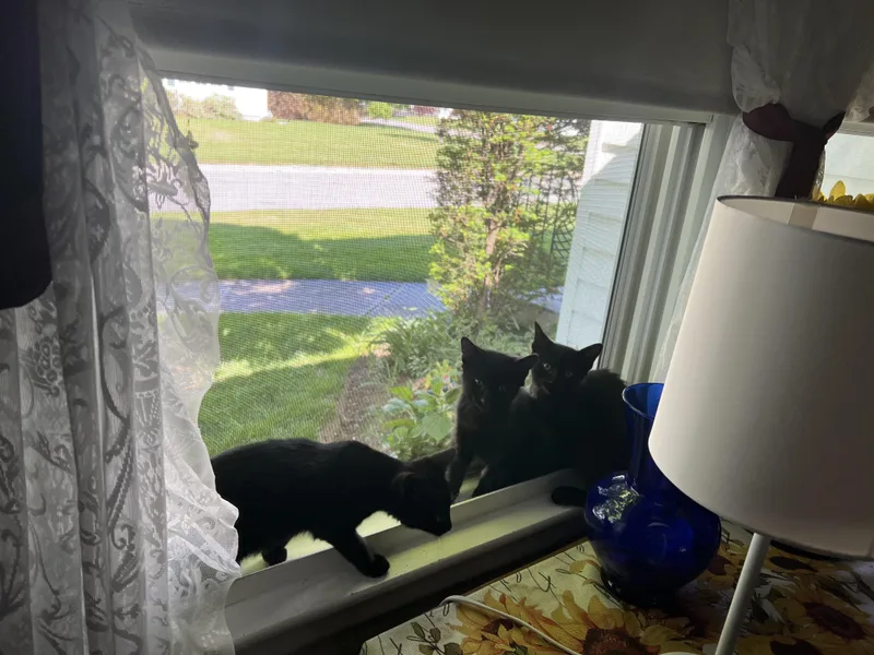 A young medium-sized female Black Domestic Short Hair cat named Nior for adoption in Riverside, RI