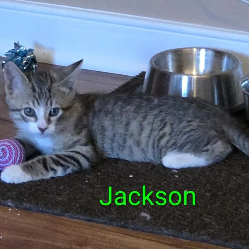 Jackson