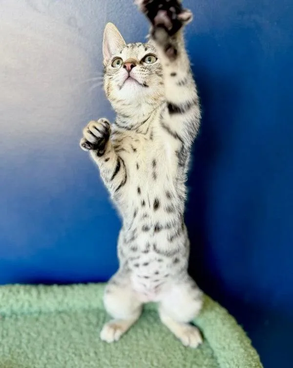A young small-sized female Domestic Short Hair cat named Sapphire for adoption in Bonsall, CA