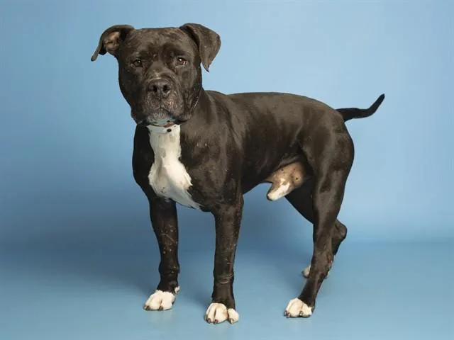 An adult large-sized male Pit Bull Terrier dog named Tank for adoption in Phoenix, AZ