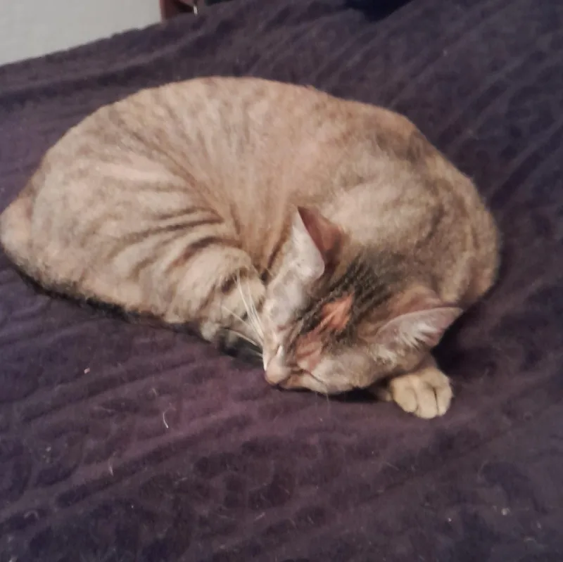 An adult medium-sized female Torbie Domestic Short Hair cat named Olive Moon for adoption in Silverton, OR