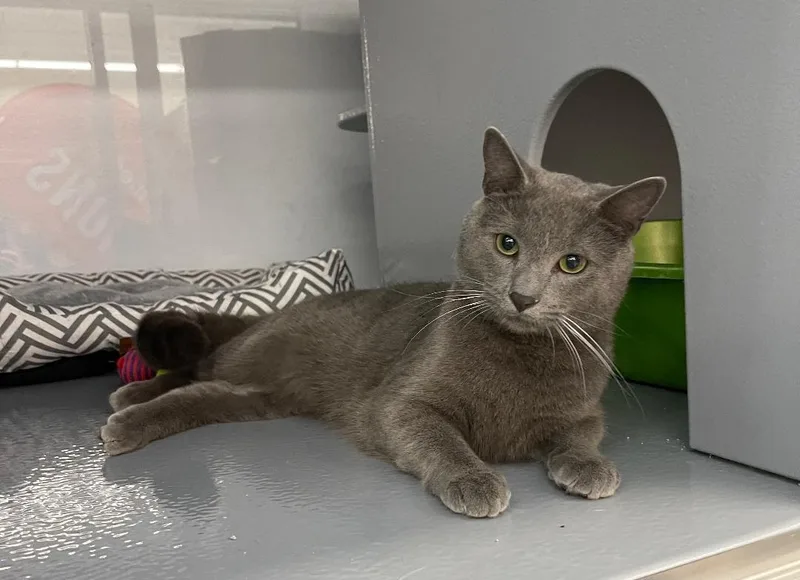 A young medium-sized male Gray / Blue / Silver Domestic Short Hair cat named Cirus for adoption in Spring Brook, NY