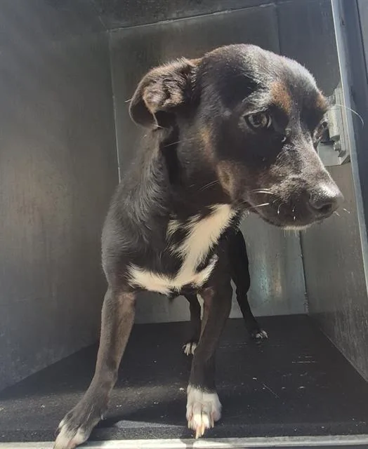 A young small-sized male Chihuahua dog named Copper for adoption in San Antonio, TX