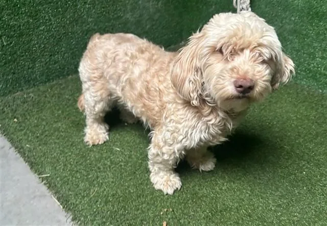 A young small-sized female Terrier dog named Dolly for adoption in Lancaster, CA