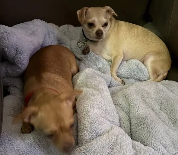 A young small-sized female Yellow / Tan / Blond / Fawn Chihuahua dog named Bonnie and Clyde for adoption in Fairview Park, OH