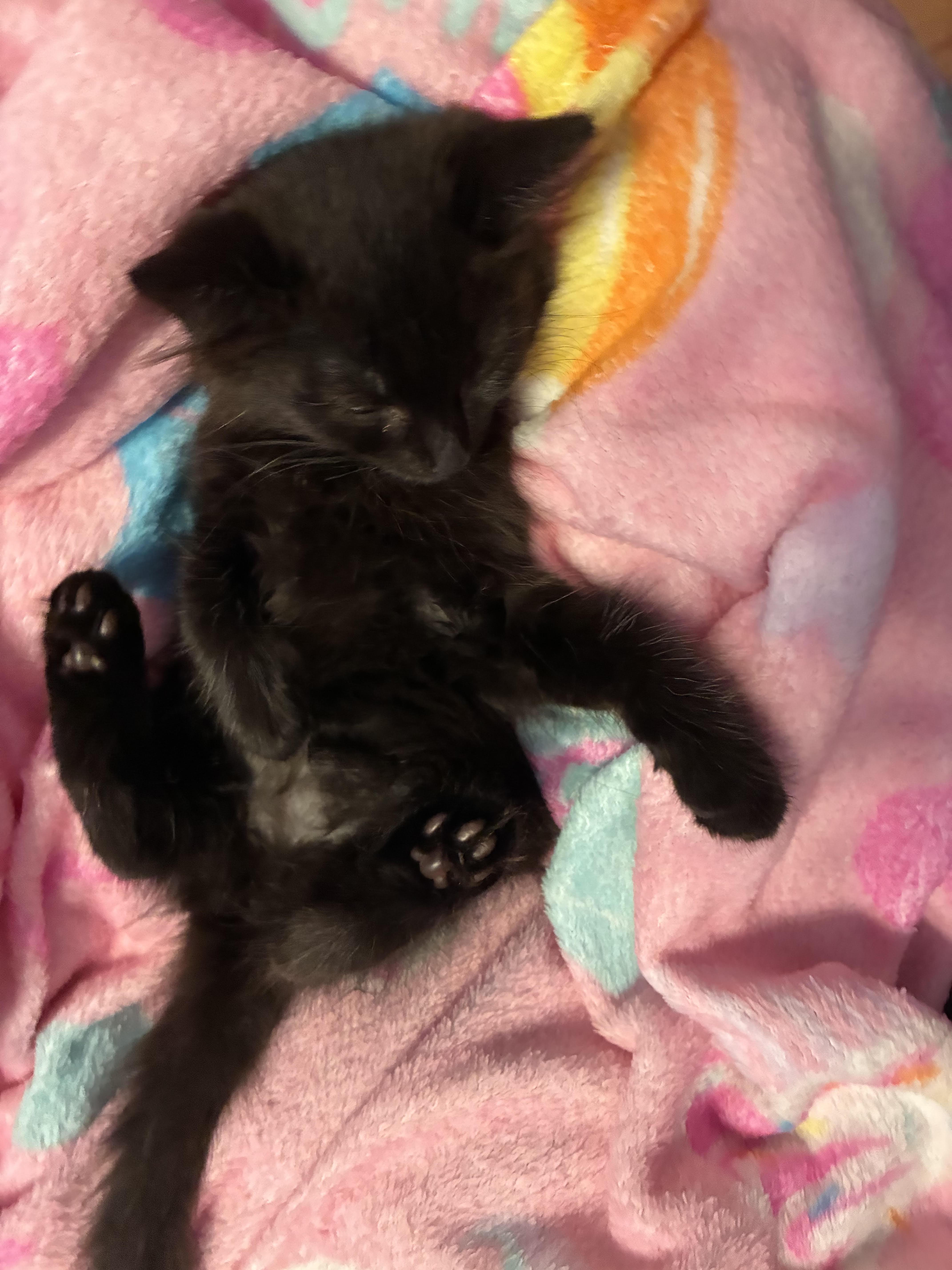 A baby medium-sized female Domestic Short Hair cat named Brownie for adoption in Melrose, MA