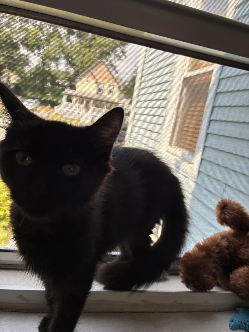 Brownie thumbnail 3