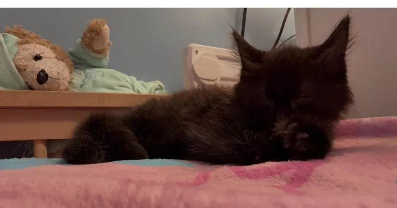 Brownie thumbnail 4