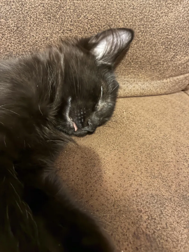 Brownie thumbnail 5