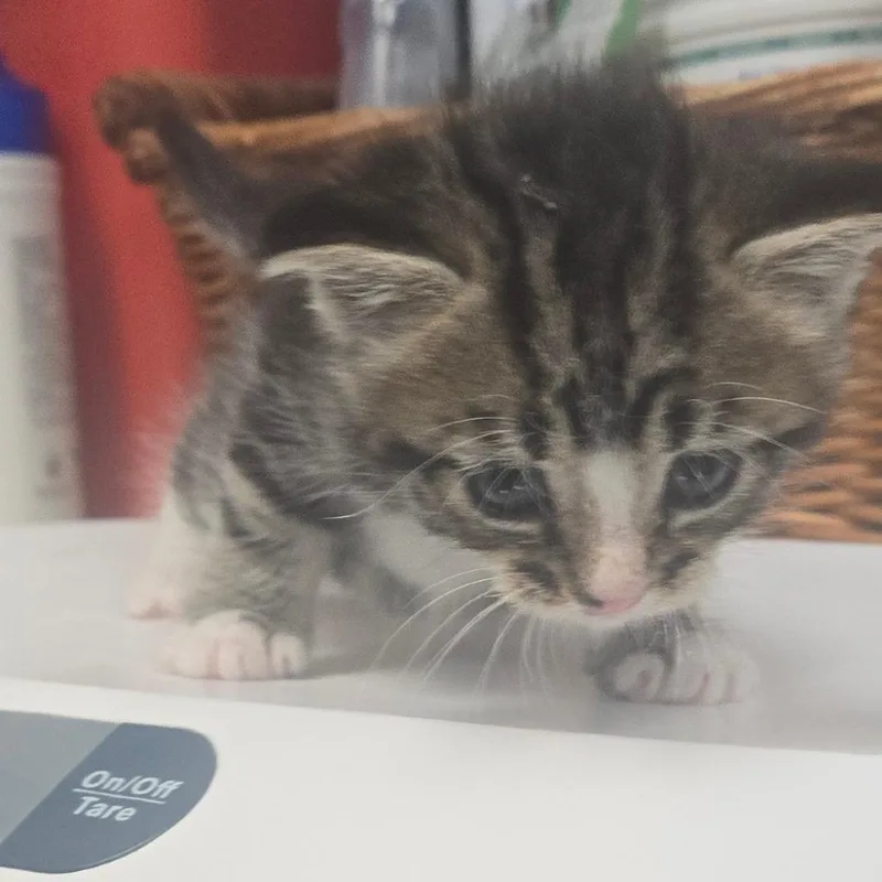 A baby small-sized male Brown / Chocolate Domestic Short Hair cat named Turkey for adoption in Milton, FL