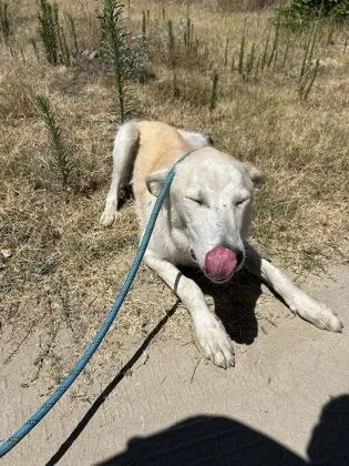 An adult large-sized male Labrador Retriever dog named Howie for adoption in Fresno, CA