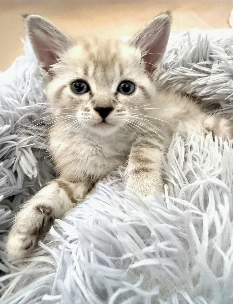 A baby medium-sized female Buff / Tan / Fawn Siamese cat named Clove for adoption in Campbell, CA