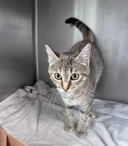 An adult medium-sized female Domestic Short Hair cat named Miss Salad for adoption in West Chester, PA