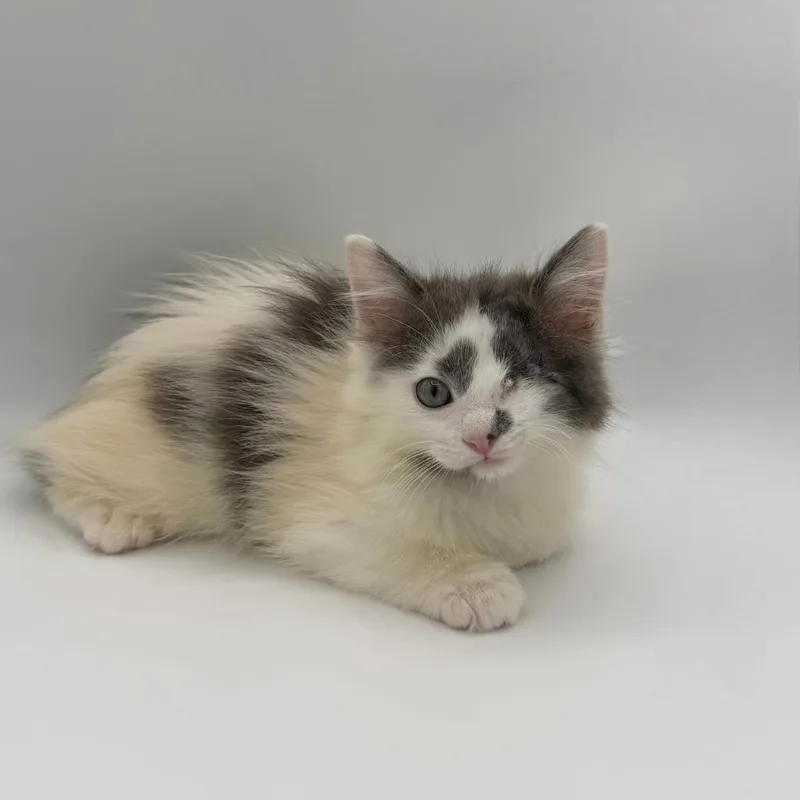 A baby medium-sized male Domestic Long Hair cat named Pinky for adoption in State College, PA