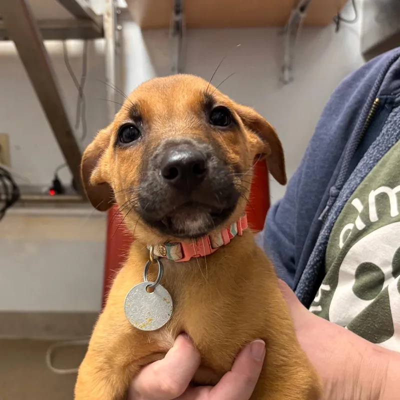 A baby small-sized male Terrier dog named Ace for adoption in Brookfield, WI