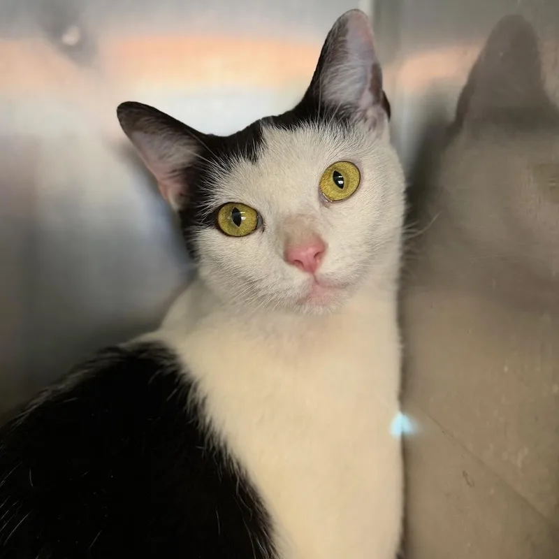An adult medium-sized female Black & White / Tuxedo Domestic Short Hair cat named Jelly for adoption in Columbus, OH