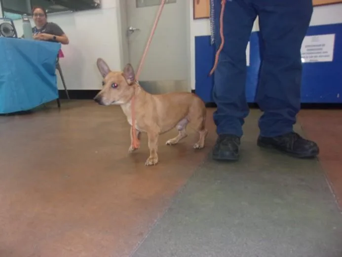An adult small-sized male Dachshund dog named Rider for adoption in Van Nuys, CA