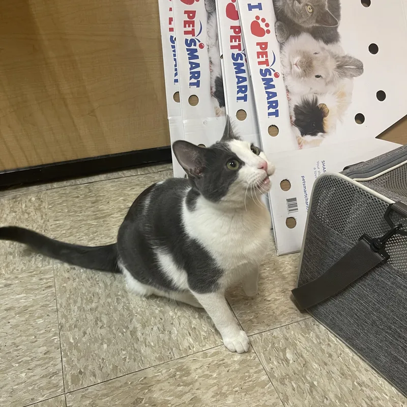 A young medium-sized male Gray & White Domestic Short Hair cat named Bagel for adoption in Highland, IN