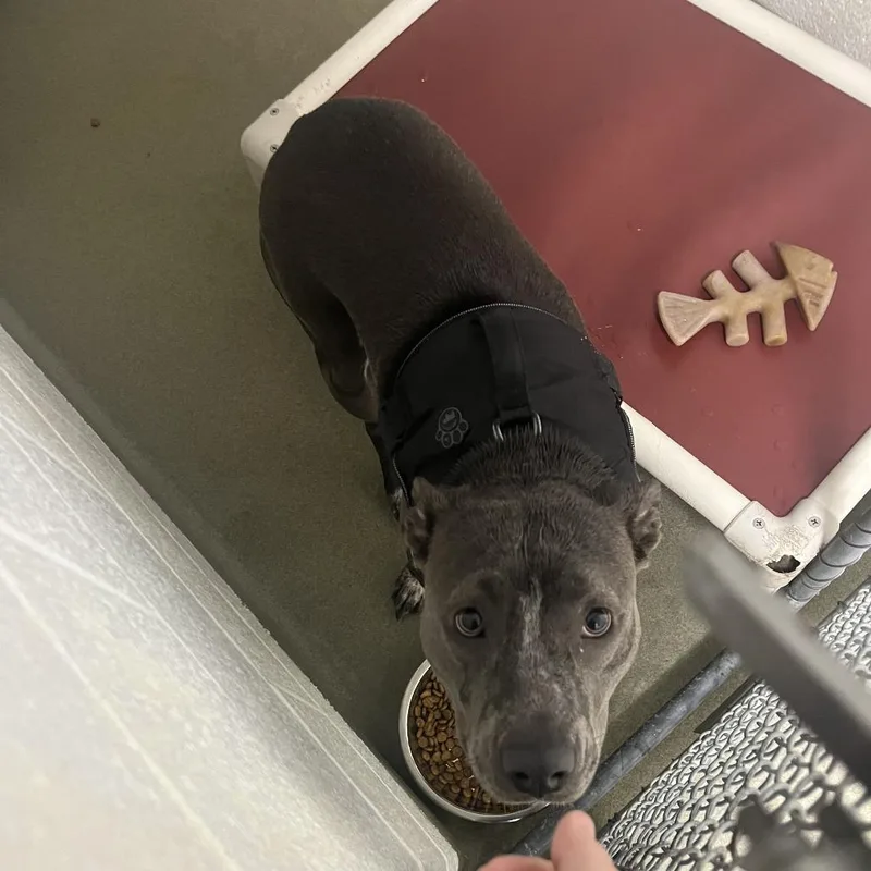 An adult medium-sized female Gray / Blue / Silver Pit Bull Terrier dog named 71069 for adoption in Harrisonburg, VA